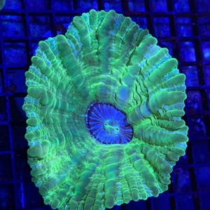 Green Cynarina