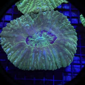 Green Cynarina