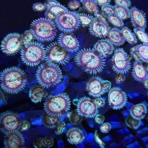 Palythoa