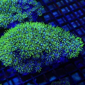 Green Star Polyp