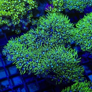 Green Star Polyp