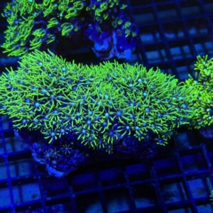 Green Star Polyp
