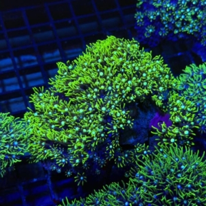 Green Star Polyp