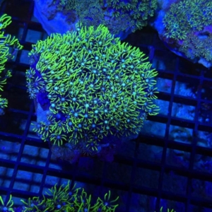 Green Star Polyp