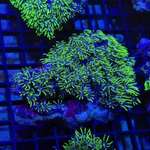 Green Star Polyp