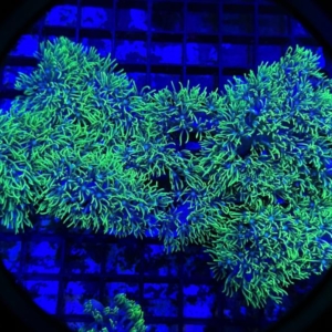 Green Star Polyp
