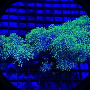Green Star Polyp