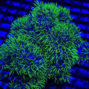 Green Star Polyp