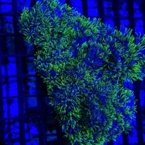 Green Star Polyp