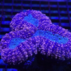 Lobophyllia