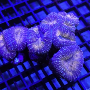 Lobophyllia