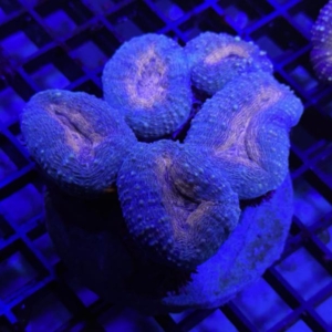 Lobophyllia