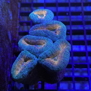 Lobophyllia