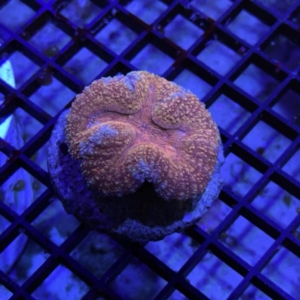 Symphyllia