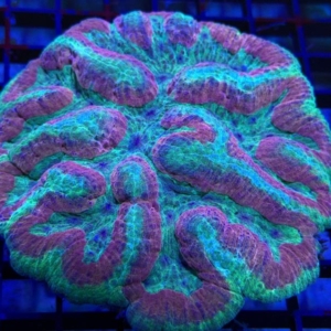 Symphyllia