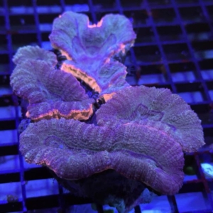 Lobophyllia