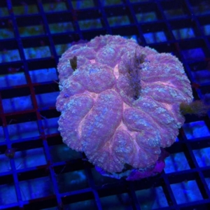 Symphyllia