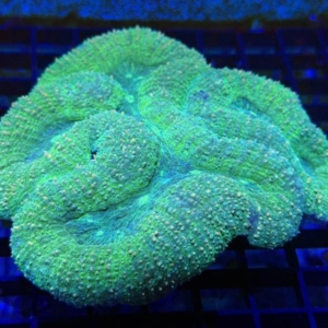 Lobophyllia