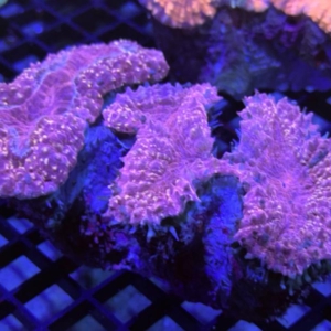 Lobophyllia