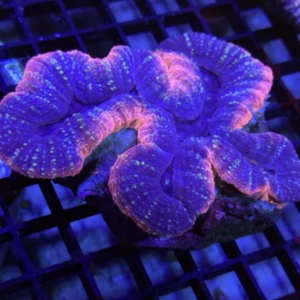 Lobophyllia