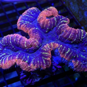 Lobophyllia