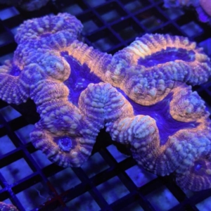 Lobophyllia