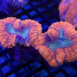 Lobophyllia