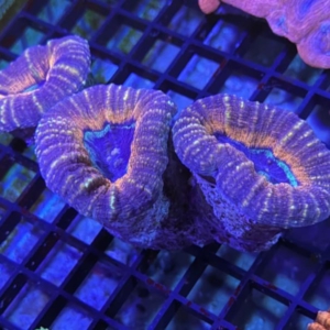 Lobophyllia