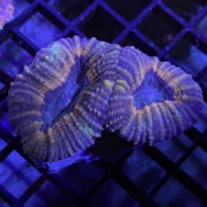 Lobophyllia