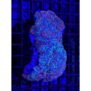 Acan