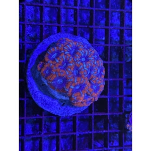 Acan