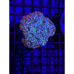Acan