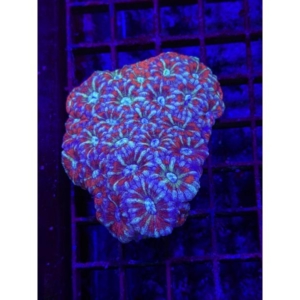 Acan