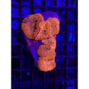 Blastomussa