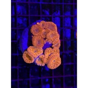 Blastomussa