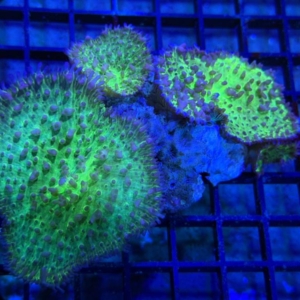 Green Hairy Mushroom