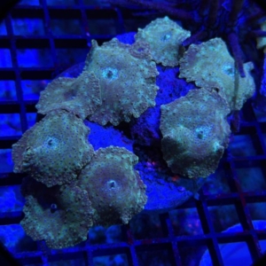Green Mushroom