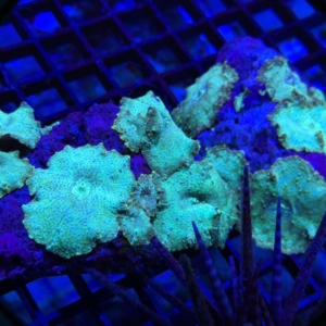 Green Mushroom