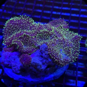 Green Hairy Mushroom