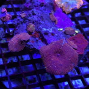 Red Mushroom