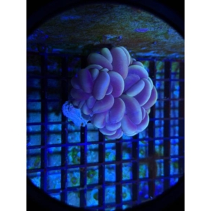 Bubble Coral