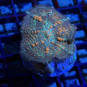 Sunkist Mushroom