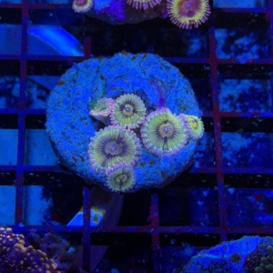 Zoathids