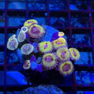 Zoathids