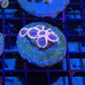 Zoathids