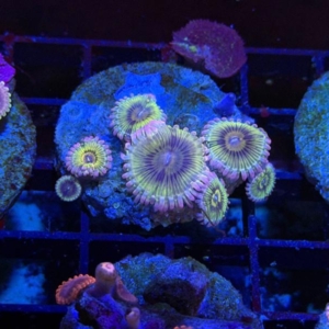 Zoathids
