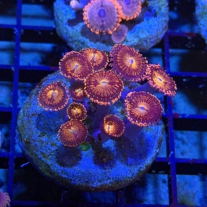 Zoathids