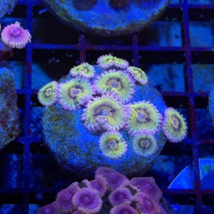 Zoathids