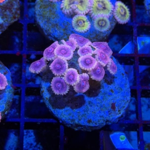 Zoathids