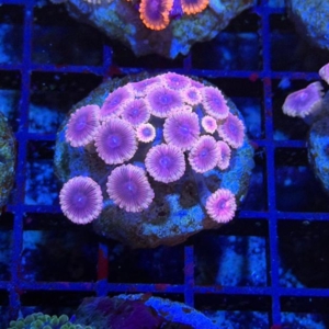 Zoathids